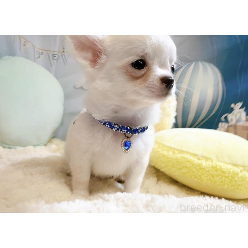 成約済の奈良県のチワワ(ロングコート)-431825の10枚目