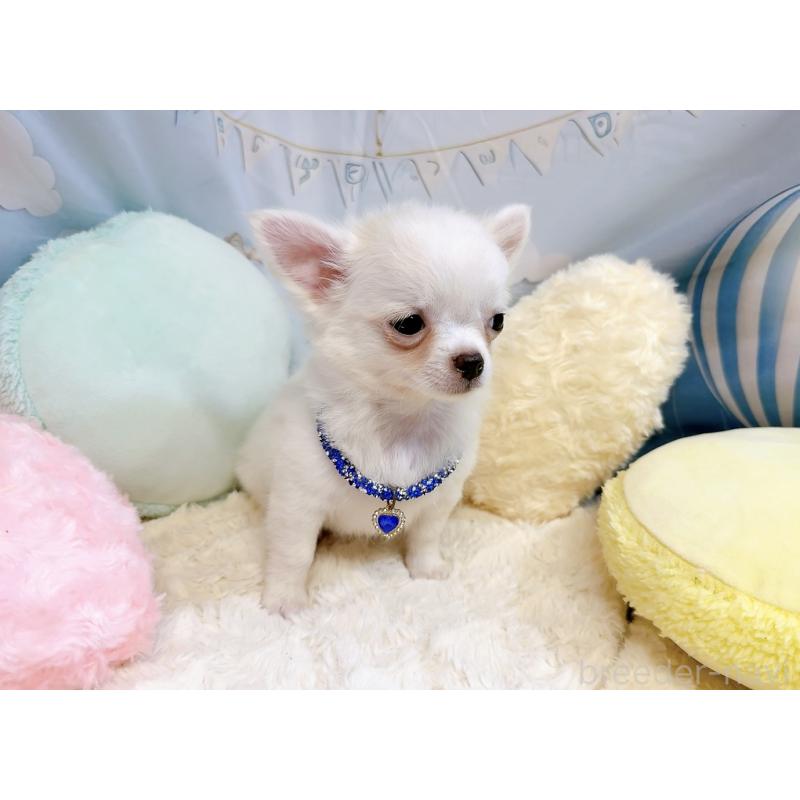 成約済の奈良県のチワワ(ロングコート)-431825の9枚目