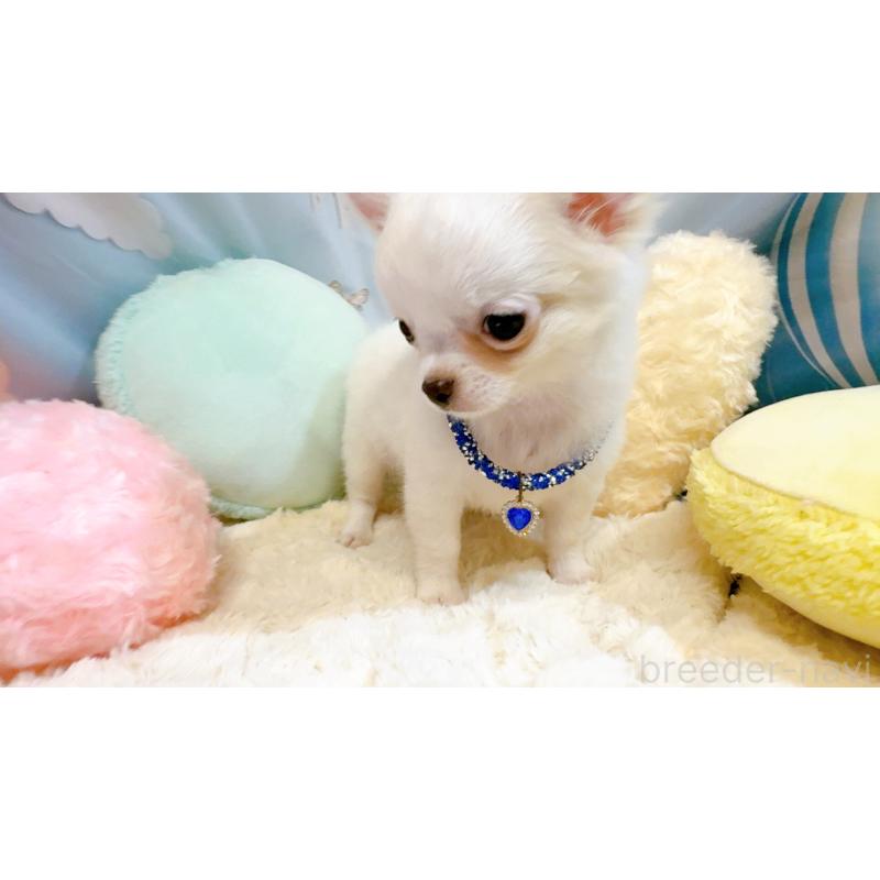 成約済の奈良県のチワワ(ロングコート)-431825の8枚目