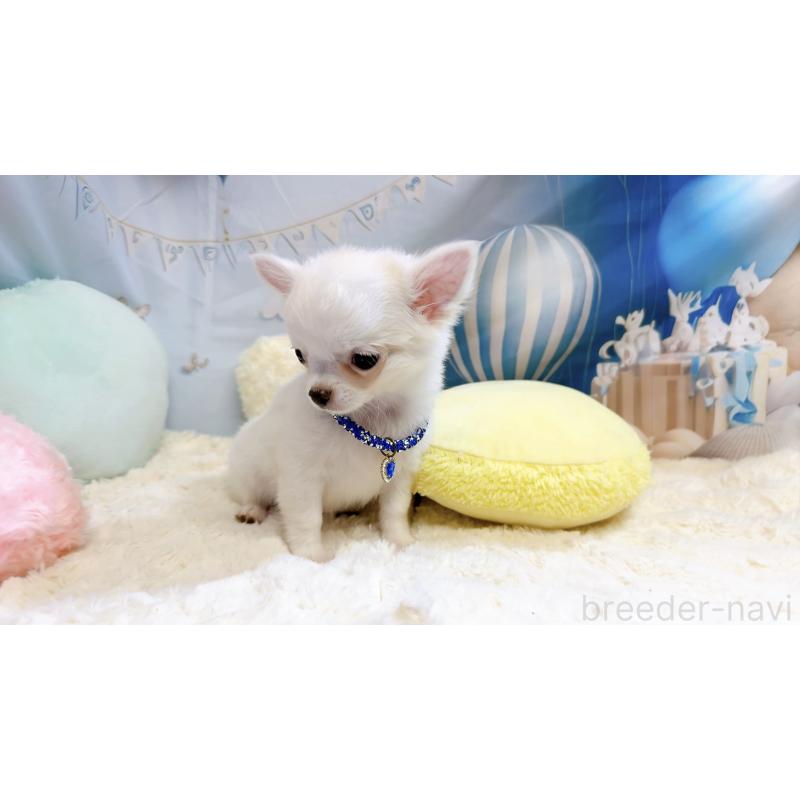 成約済の奈良県のチワワ(ロングコート)-431825の7枚目