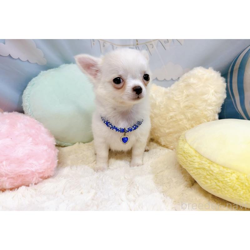 成約済の奈良県のチワワ(ロングコート)-431825の6枚目