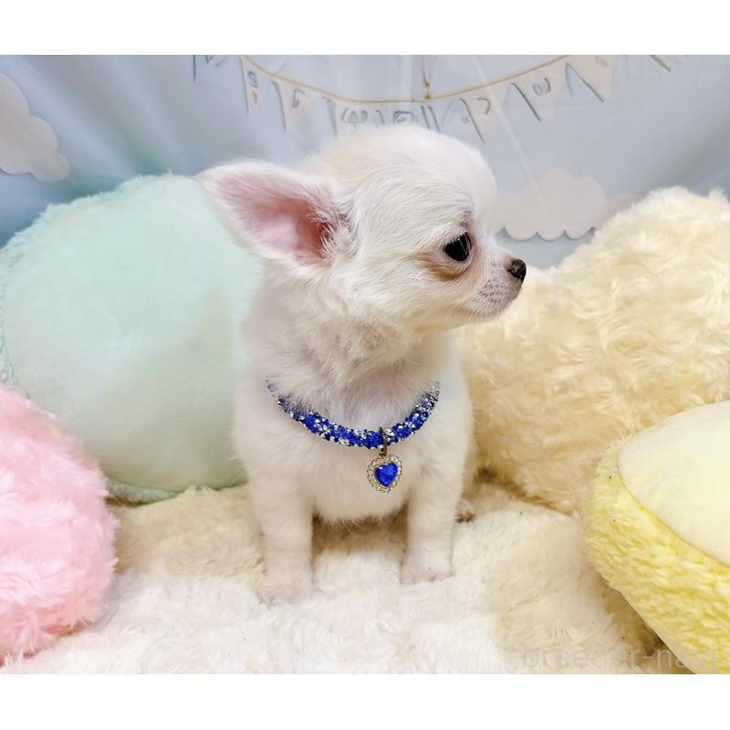 成約済の奈良県のチワワ(ロングコート)-431825の5枚目