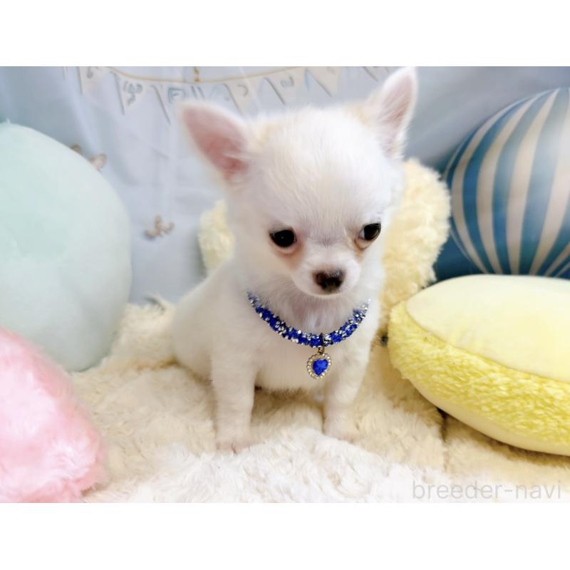 成約済の奈良県のチワワ(ロングコート)-431825の4枚目