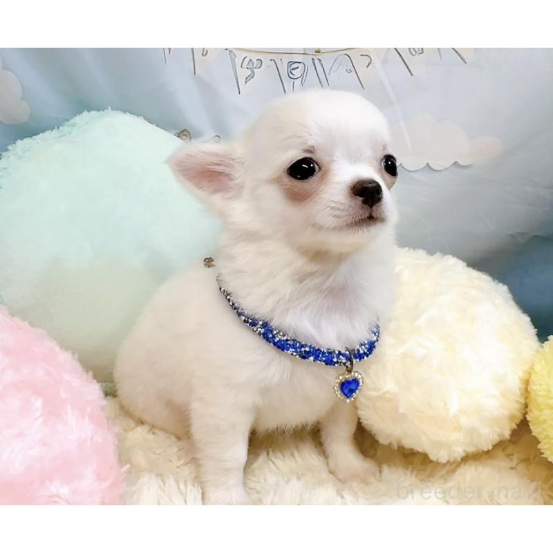 成約済の奈良県のチワワ(ロングコート)-431825の3枚目