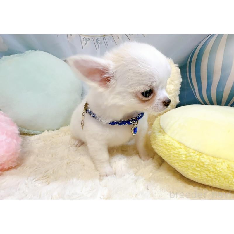 成約済の奈良県のチワワ(ロングコート)-431825の2枚目