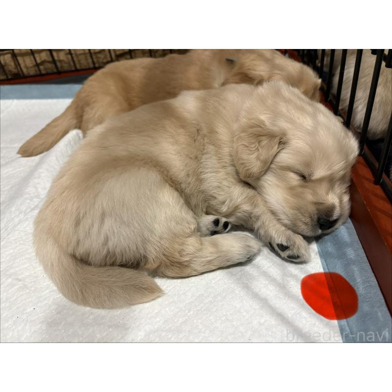 商談中の岡山県のゴールデンレトリーバー-437542の8枚目