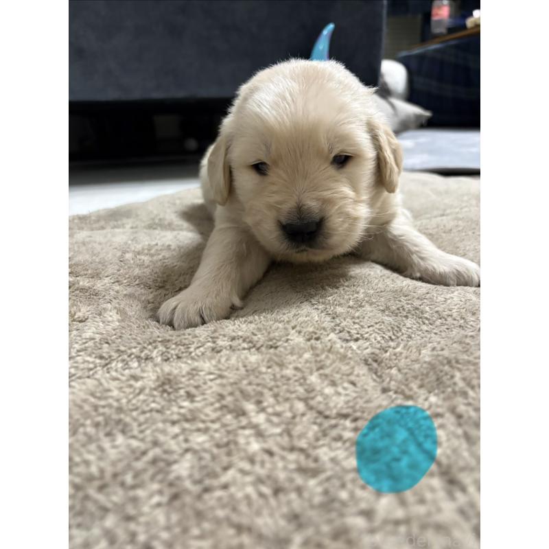 商談中の岡山県のゴールデンレトリーバー-437542の7枚目