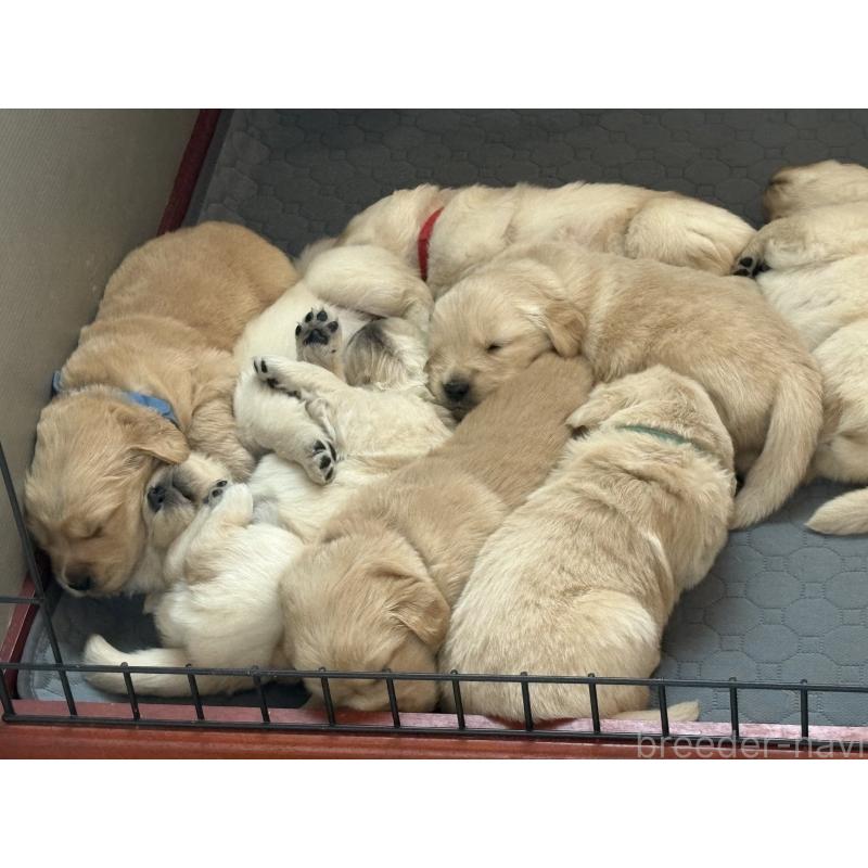 商談中の岡山県のゴールデンレトリーバー-437542の6枚目