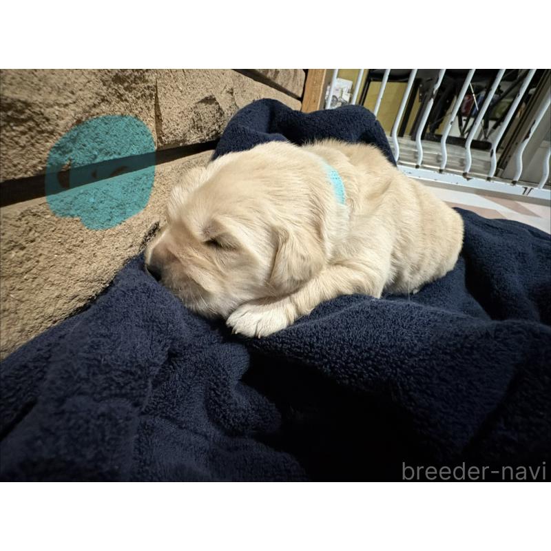 商談中の岡山県のゴールデンレトリーバー-437542の5枚目