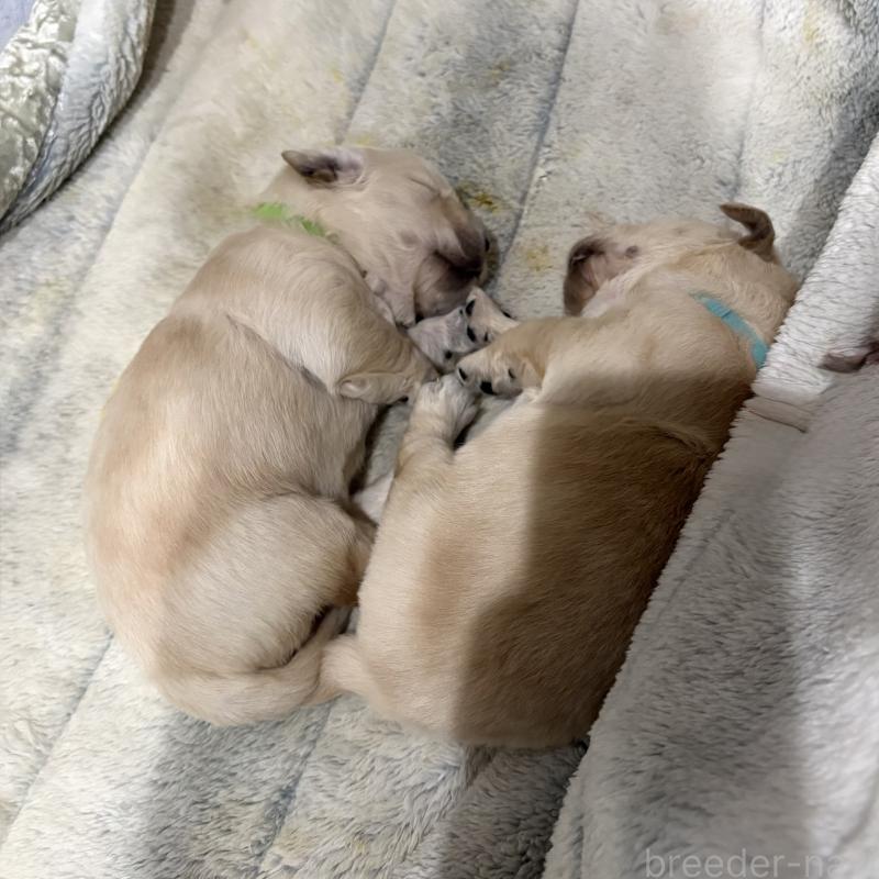 商談中の岡山県のゴールデンレトリーバー-437542の3枚目