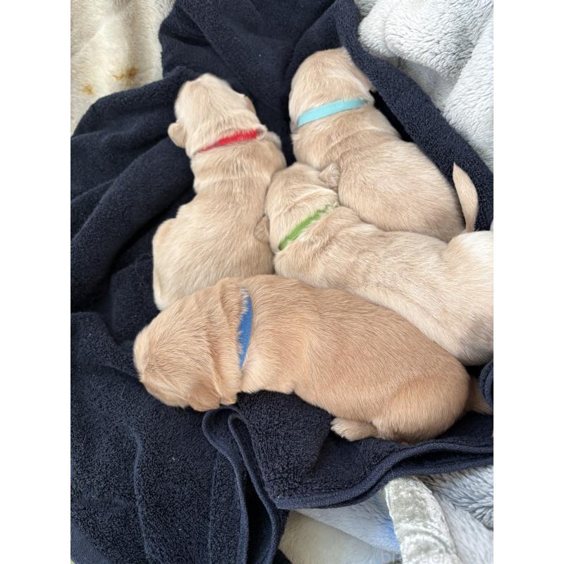 商談中の岡山県のゴールデンレトリーバー-437542の2枚目