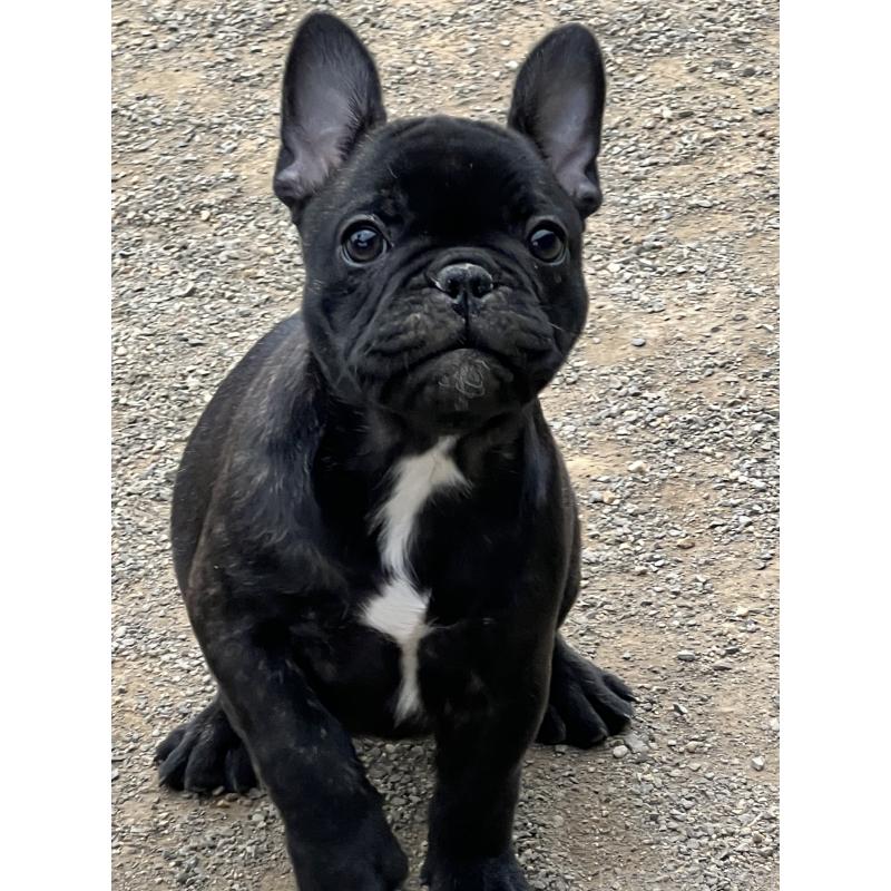 販売中の香川県のフレンチブルドッグ-433660の2枚目