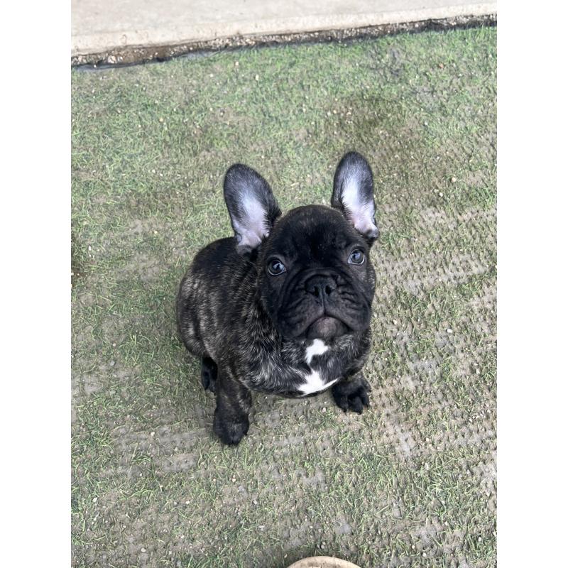 販売中の香川県のフレンチブルドッグ-433661