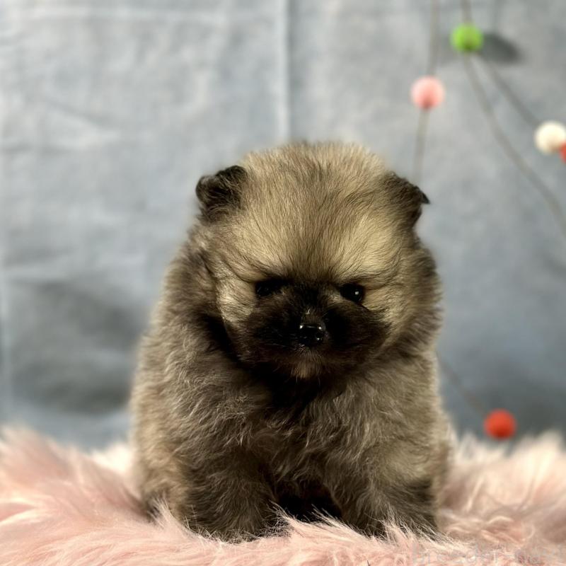 販売中の京都府のポメラニアン-437551の9枚目