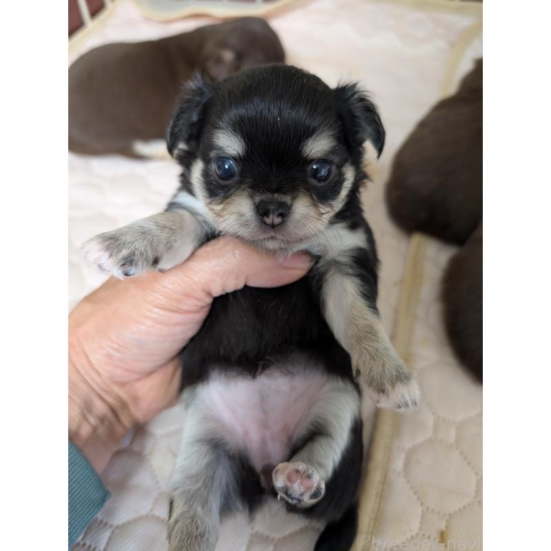 販売中の愛知県のチワワ(ロングコート)-437552の1枚目