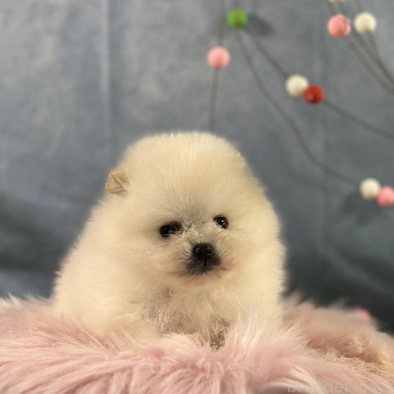 販売中の京都府のポメラニアン-437553の9枚目