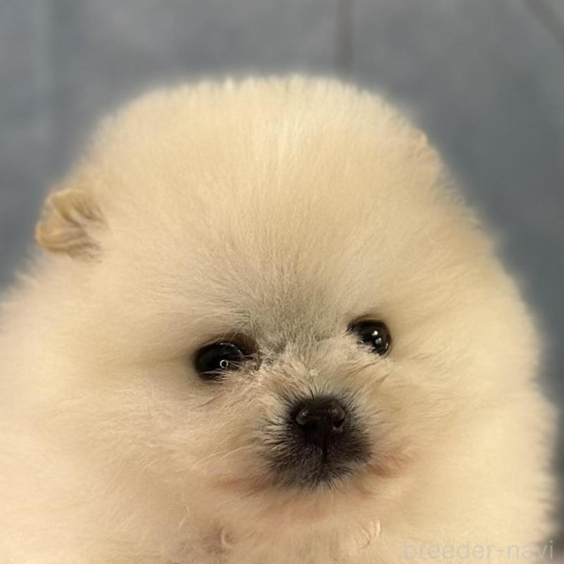 販売中の京都府のポメラニアン-437553