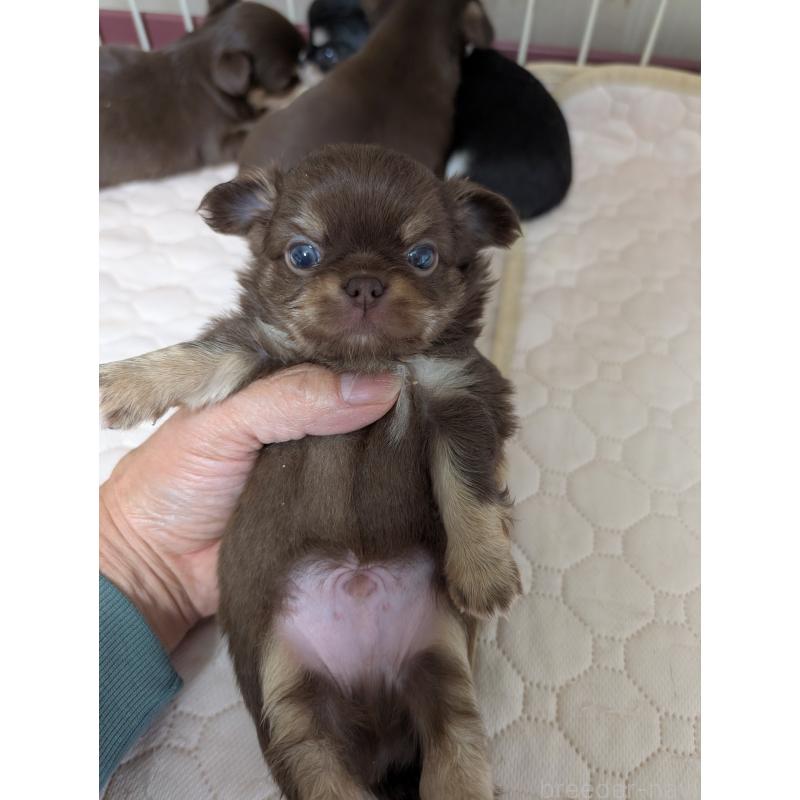 販売中の愛知県のチワワ(ロングコート)-437554