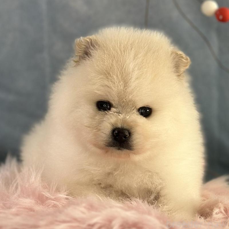 販売中の京都府のポメラニアン-437555の10枚目