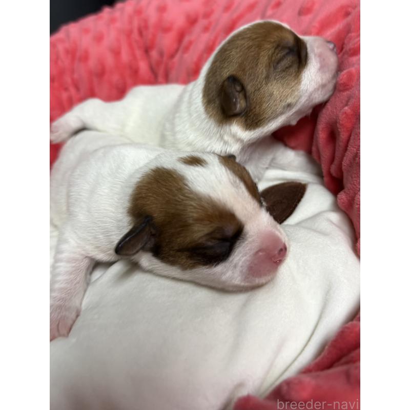 販売中の宮崎県のジャックラッセルテリア-437562の6枚目