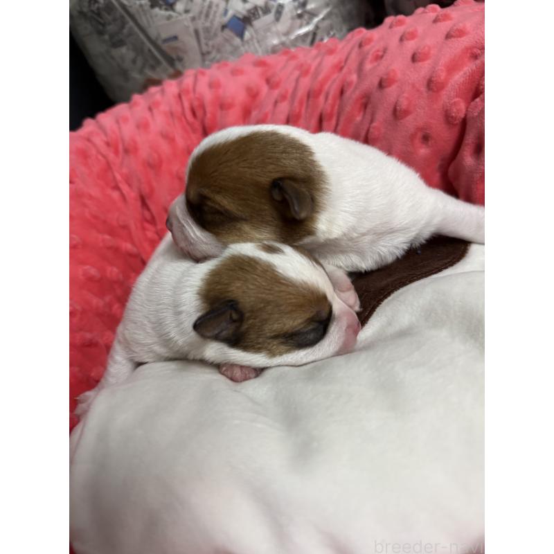 販売中の宮崎県のジャックラッセルテリア-437562の5枚目