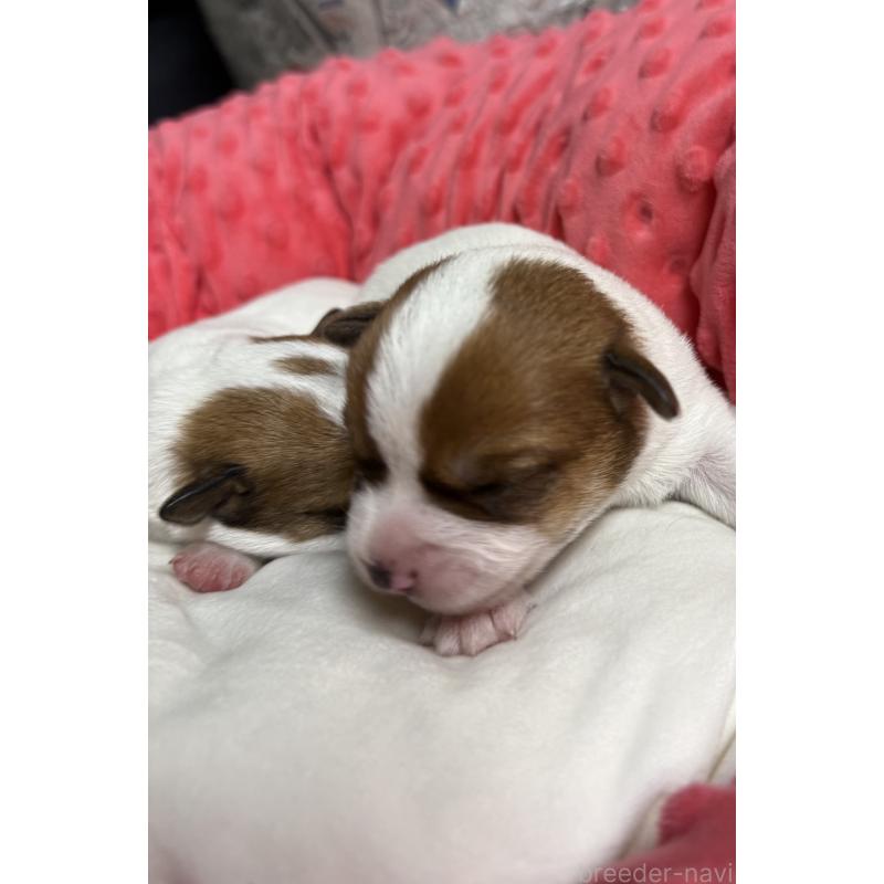 販売中の宮崎県のジャックラッセルテリア-437562の4枚目