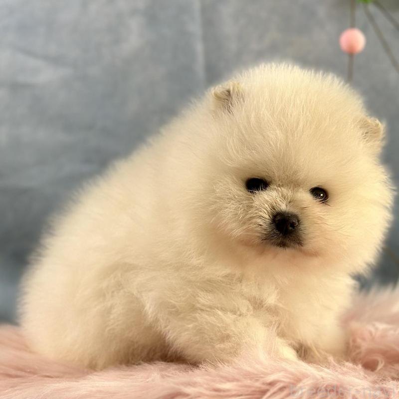 販売中の京都府のポメラニアン-437557の9枚目