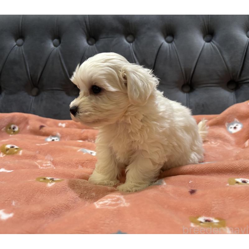 商談中の鹿児島県のミックス犬-434285の9枚目