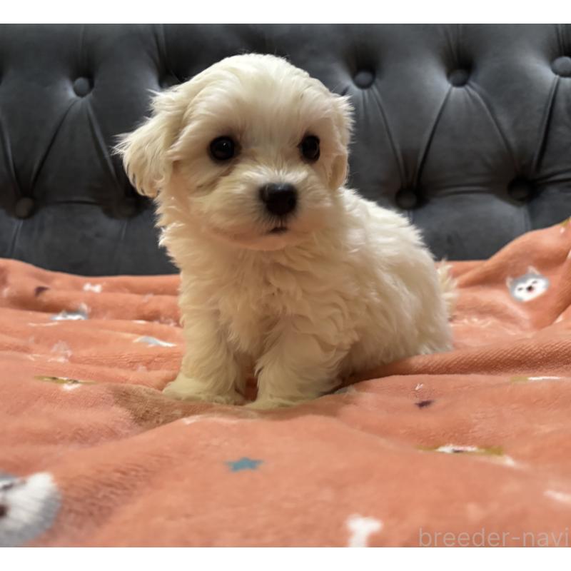 商談中の鹿児島県のミックス犬-434285の8枚目