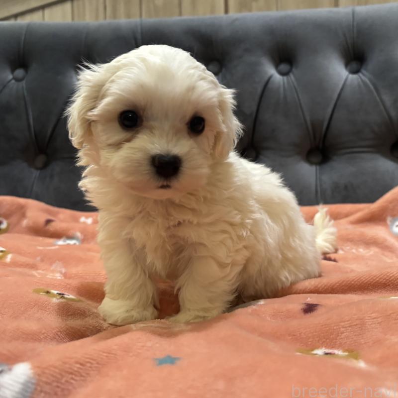 商談中の鹿児島県のミックス犬-434285の7枚目