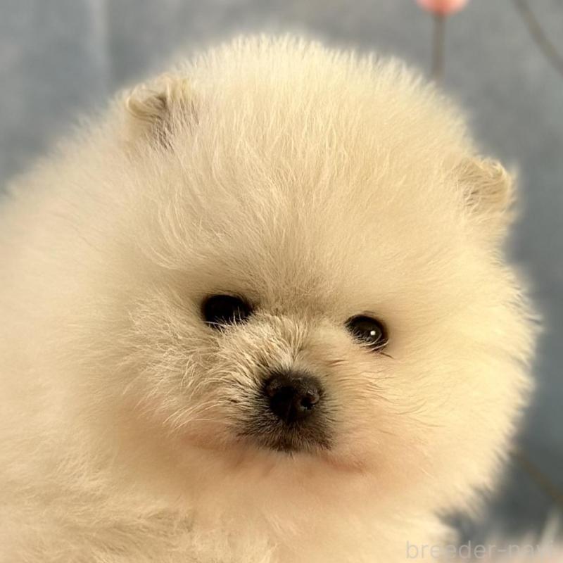 販売中の京都府のポメラニアン-437557