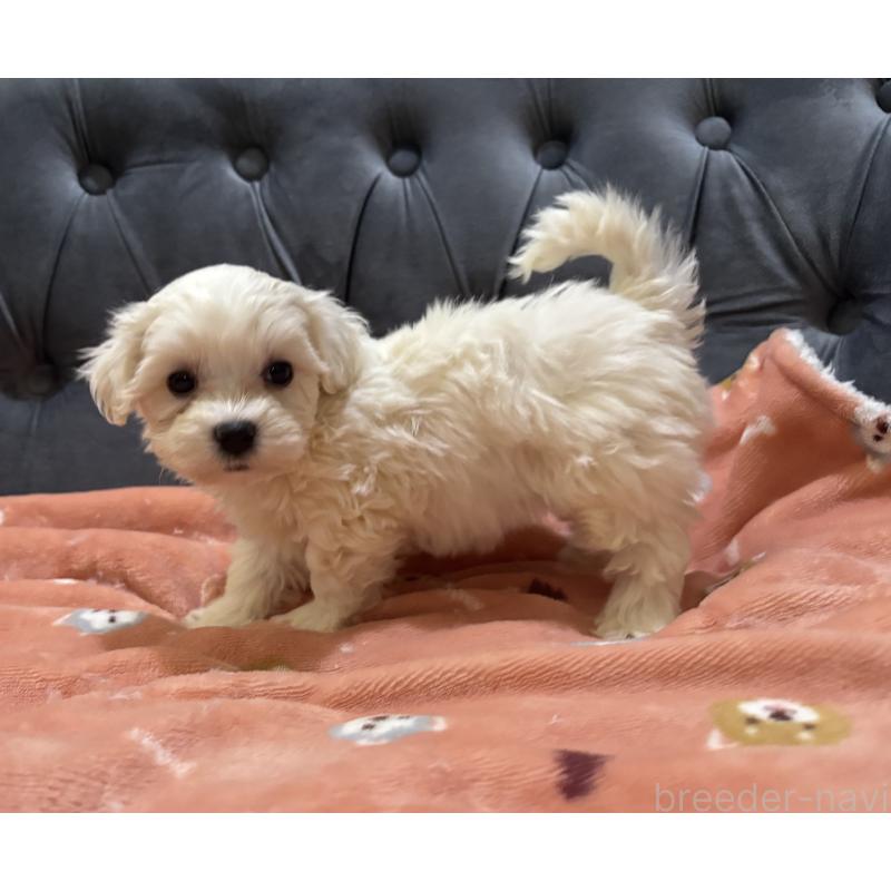 商談中の鹿児島県のミックス犬-434285の6枚目