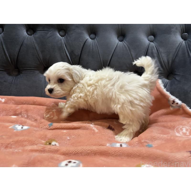 商談中の鹿児島県のミックス犬-434285の5枚目