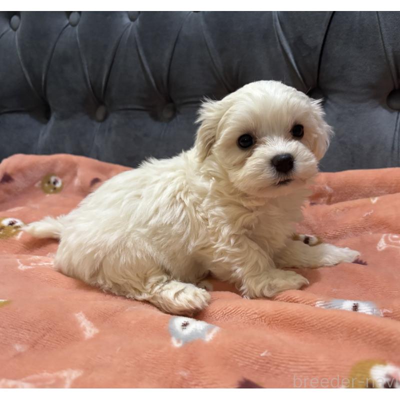 商談中の鹿児島県のミックス犬-434285の4枚目