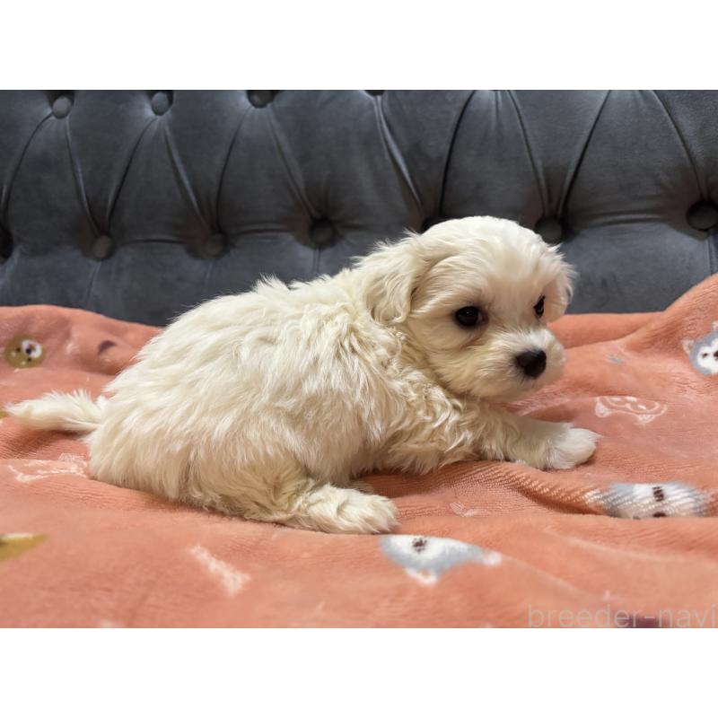 商談中の鹿児島県のミックス犬-434285の3枚目