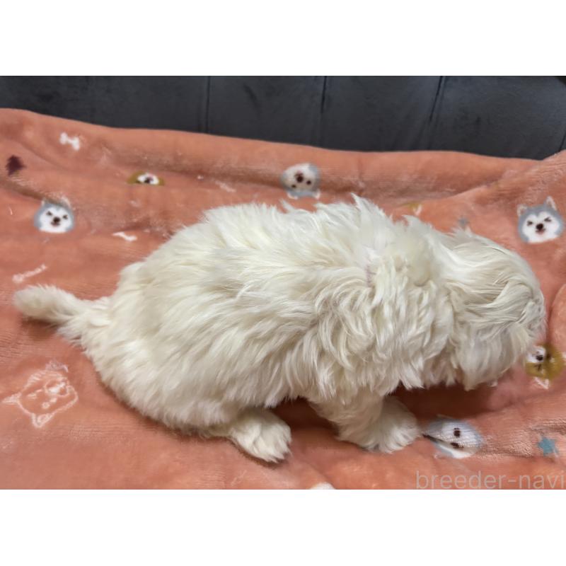 商談中の鹿児島県のミックス犬-434285の2枚目