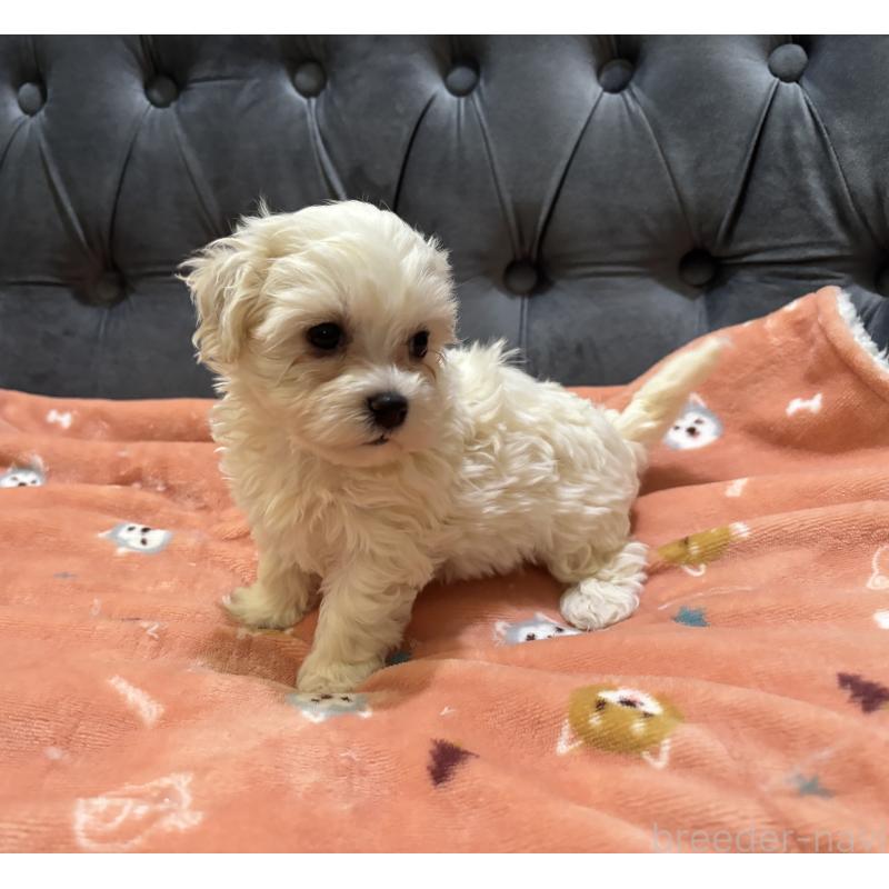 商談中の鹿児島県のミックス犬-434289の8枚目