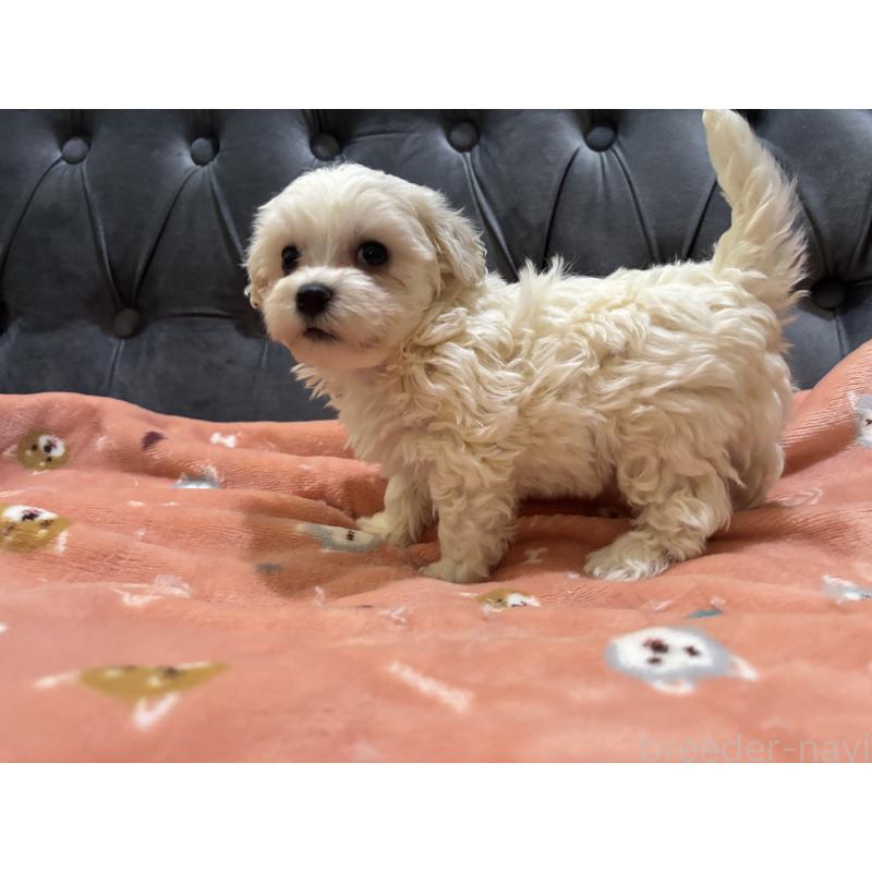 商談中の鹿児島県のミックス犬-434289の7枚目