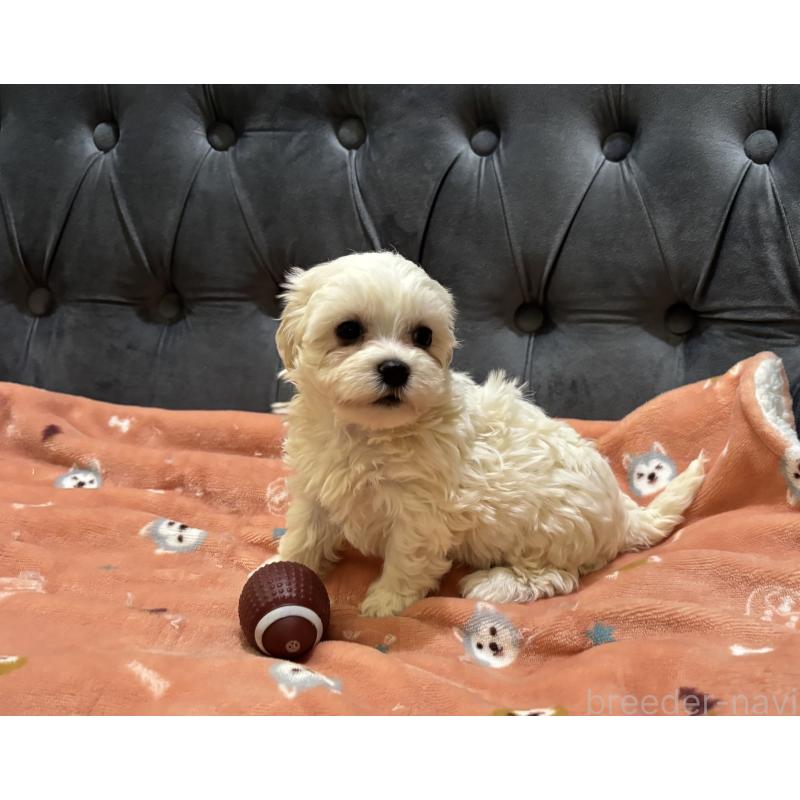 商談中の鹿児島県のミックス犬-434289の5枚目