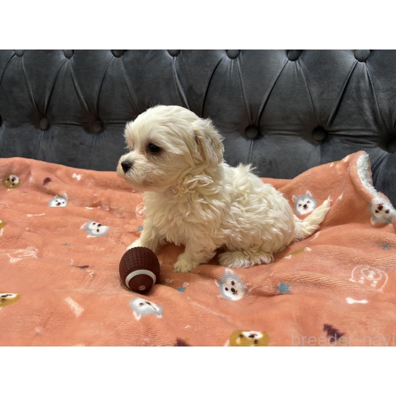 商談中の鹿児島県のミックス犬-434289の4枚目