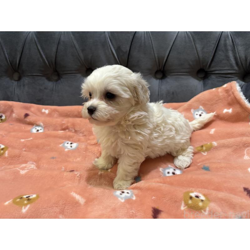 商談中の鹿児島県のミックス犬-434289の3枚目