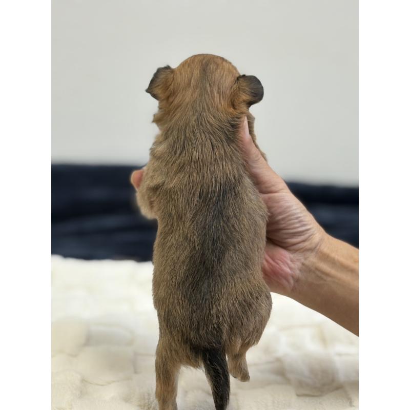 販売中の千葉県のチワワ(ロングコート)-437558の3枚目