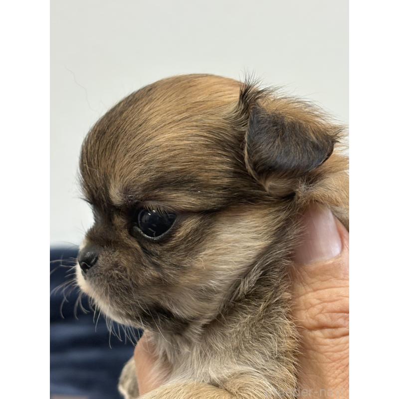 販売中の千葉県のチワワ(ロングコート)-437558の2枚目