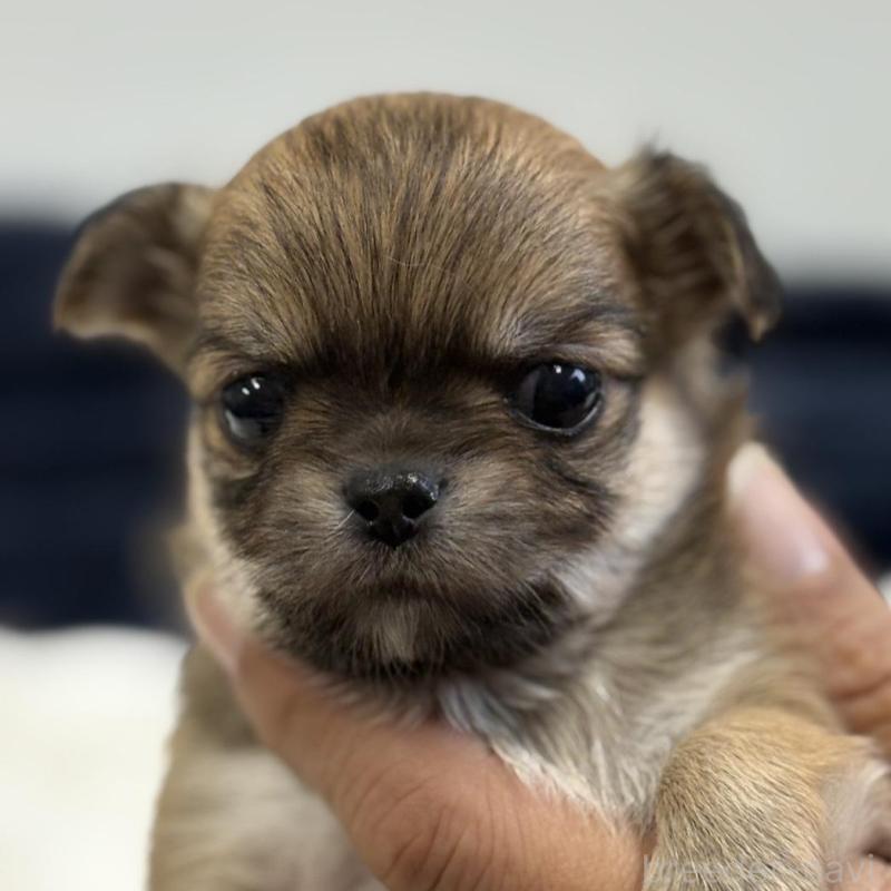 販売中の千葉県のチワワ(ロングコート)-437558