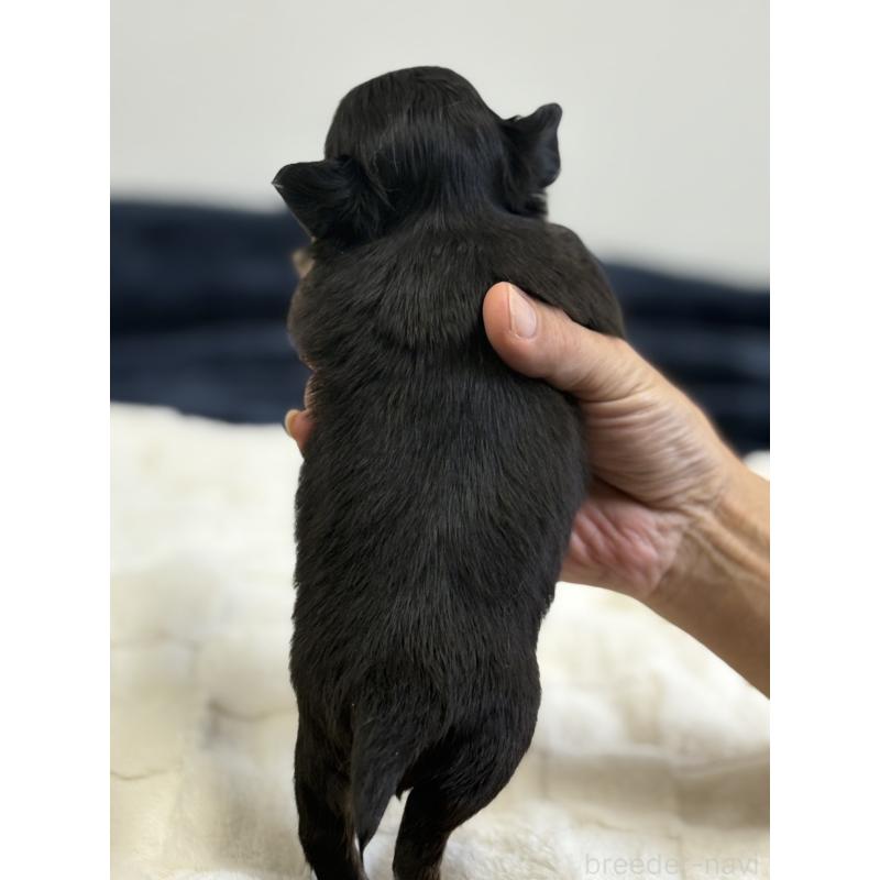 販売中の千葉県のチワワ(ロングコート)-437561の6枚目