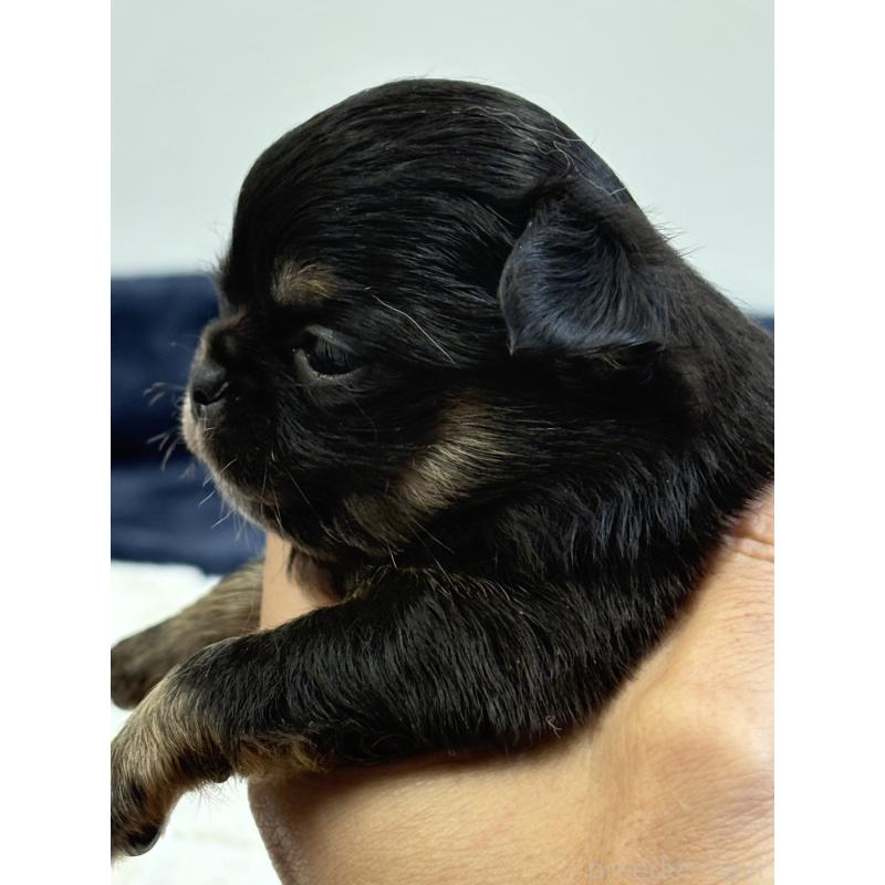 販売中の千葉県のチワワ(ロングコート)-437561の5枚目