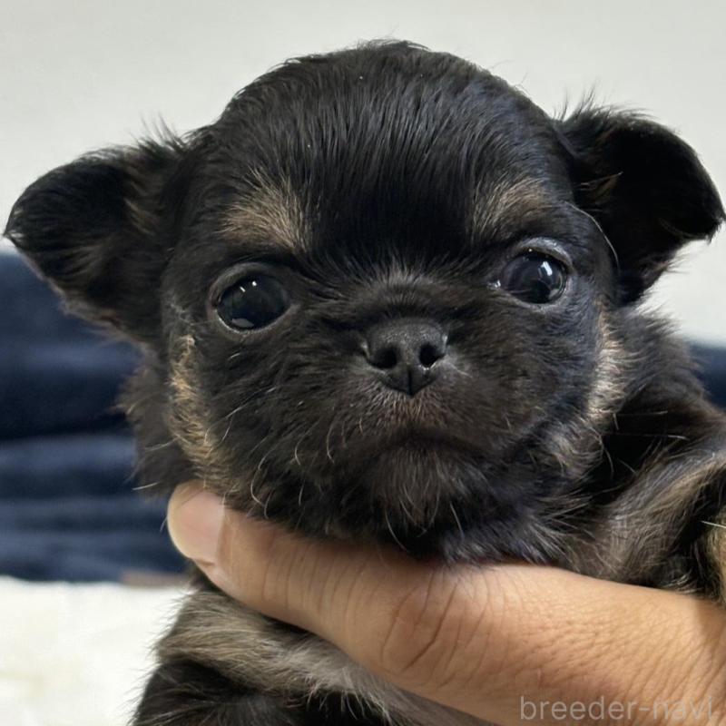 販売中の千葉県のチワワ(ロングコート)-437561