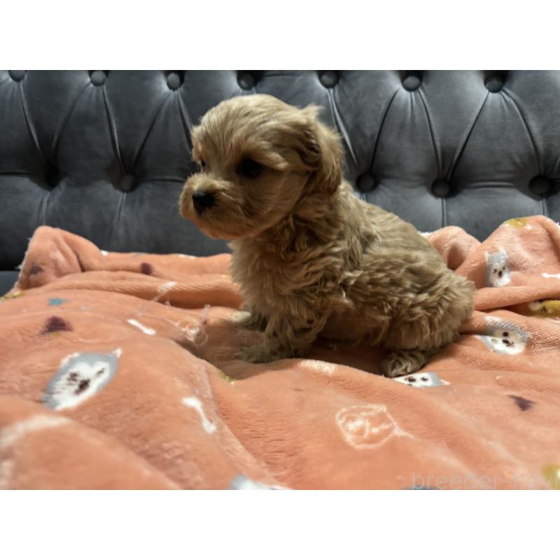 販売中の鹿児島県のマルプー:マルチーズ×トイプードル-437563の9枚目