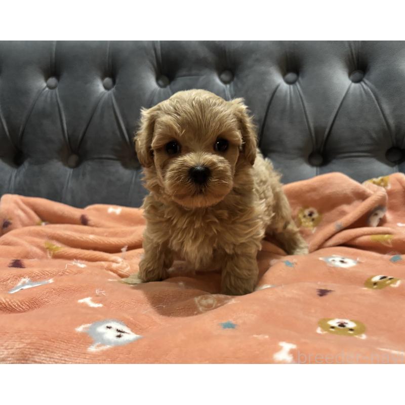 販売中の鹿児島県のマルプー:マルチーズ×トイプードル-437563の8枚目