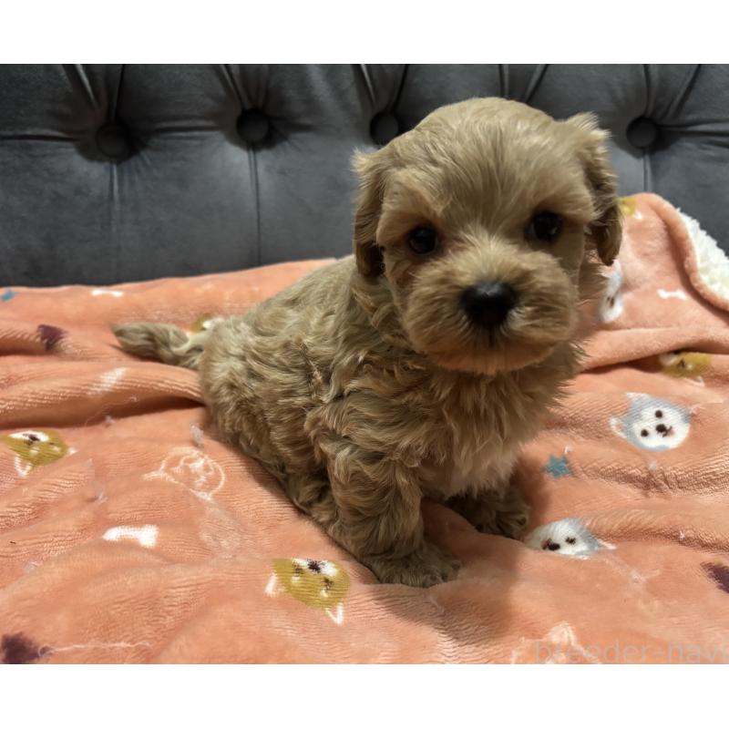 販売中の鹿児島県のマルプー:マルチーズ×トイプードル-437563の7枚目